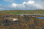 1 Seals in Dunvegan Isle of Skye  29